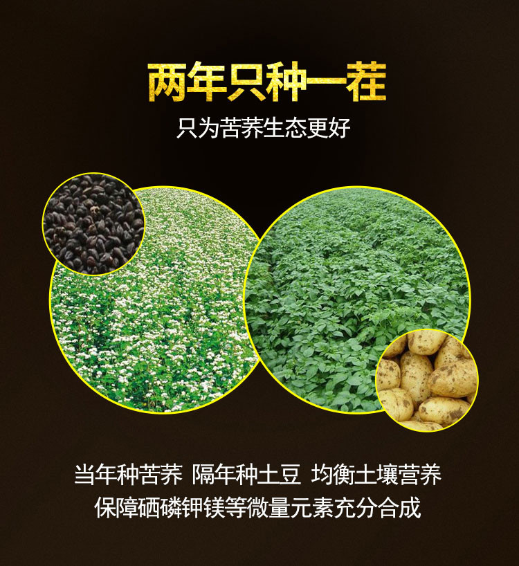 雁门清高 云硒黑苦荞茶240g