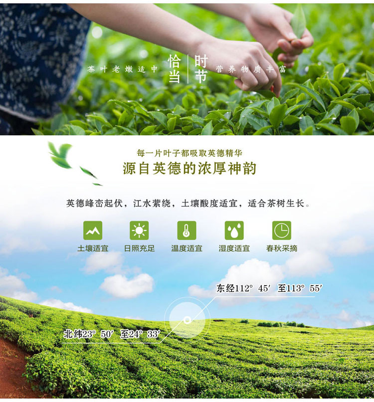 尚品德茗 【仁】 200g礼盒盒装英德红茶英红九号广东特产茶叶中秋送礼