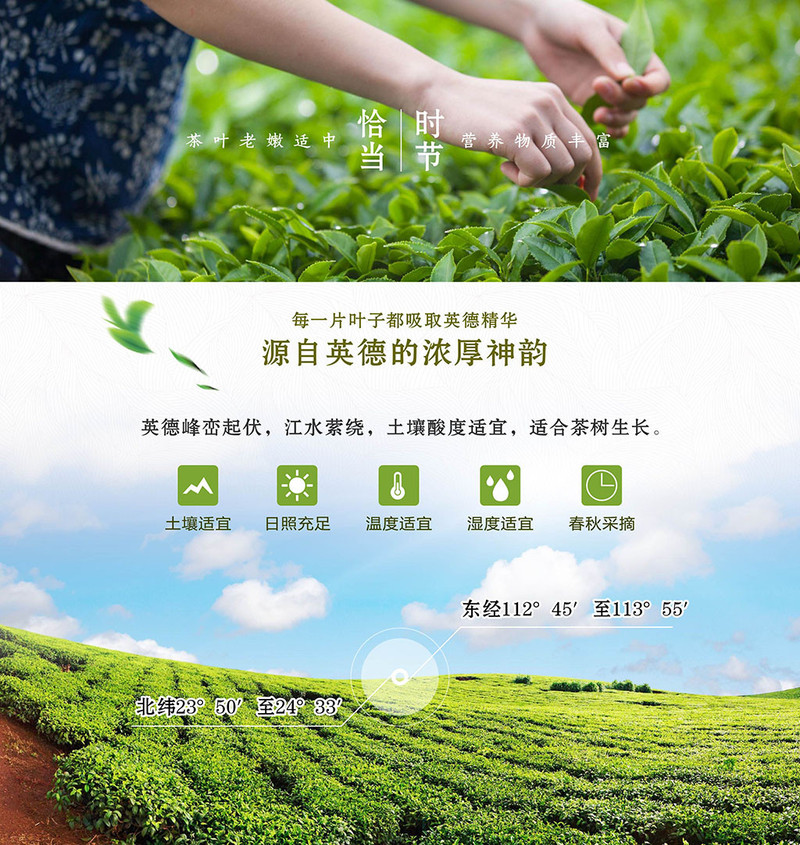 扶贫惠农尚品德茗 【缘】150g罐装英德绿茶广东清远特产绿茶中秋送礼