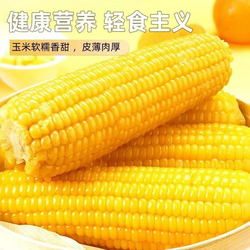 千里辽河 【四平】鲜食玉米5穗（双辽发货）1000g