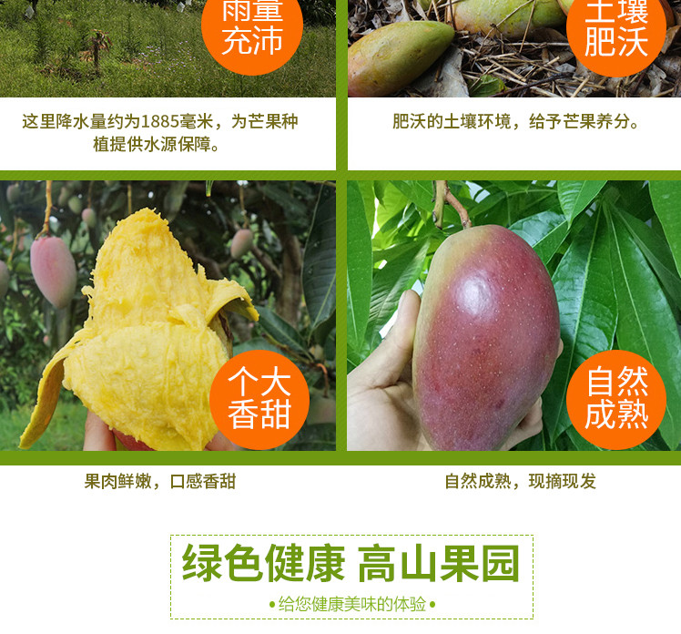 誉福农 海南芒果小台芒水果新鲜 5斤当季包邮批发忙果应季小台农芒果