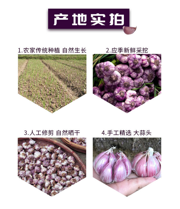 2019鲜蒜5斤精选现挖新鲜大蒜紫皮蒜头湿蒜包邮