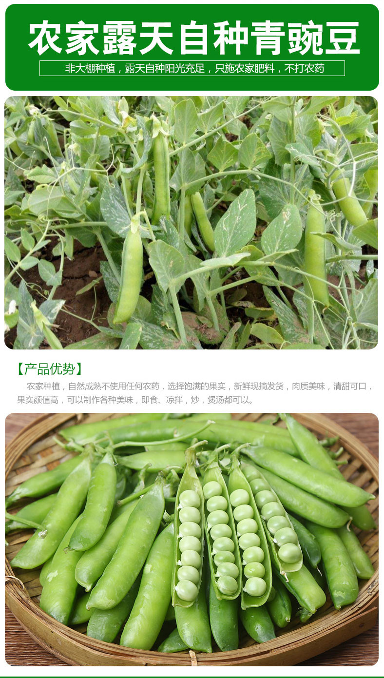 现摘带壳豌豆5斤包邮新鲜青豆农家自种豌豆荚青豌豆