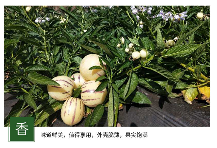 新鲜水果人生果香瓜茄凤果艳果当季水果5斤包邮现摘现发坏果包赔