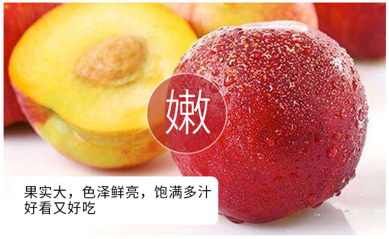 新鲜水果红油桃5斤包邮现货脆甜黄心油桃子