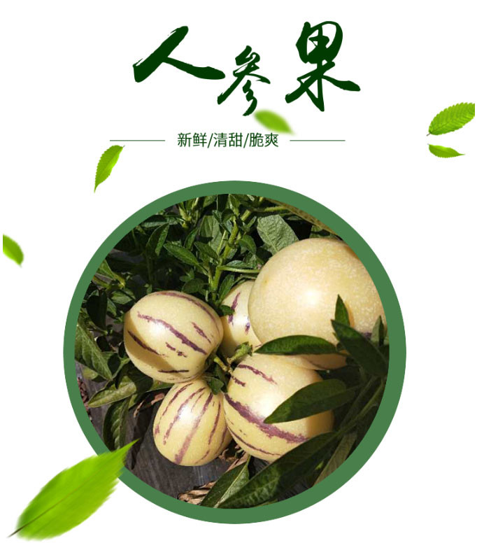 新鲜水果人生果香瓜茄凤果艳果当季水果5斤包邮现摘现发坏果包赔