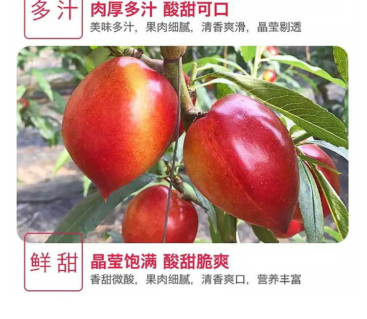 现摘现发油桃 包邮桃子当季水果 5斤