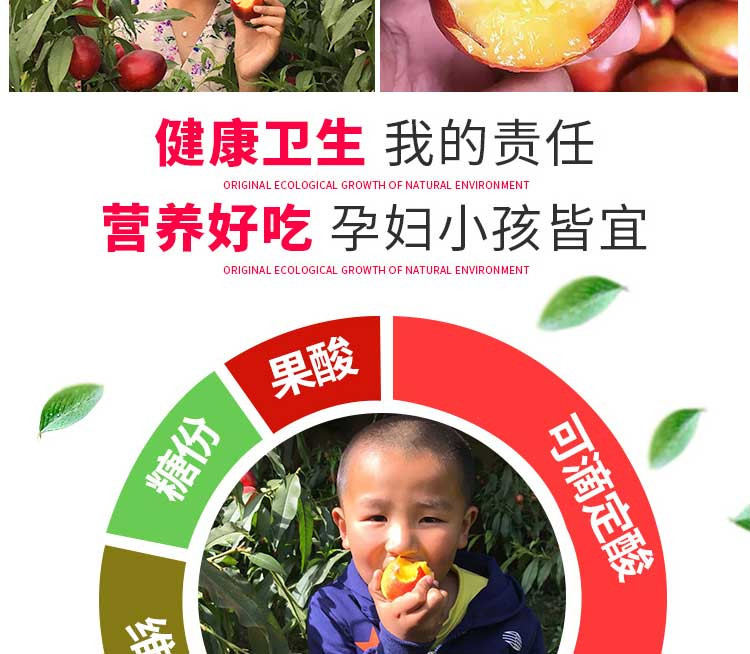 现摘现发油桃 包邮桃子当季水果 5斤