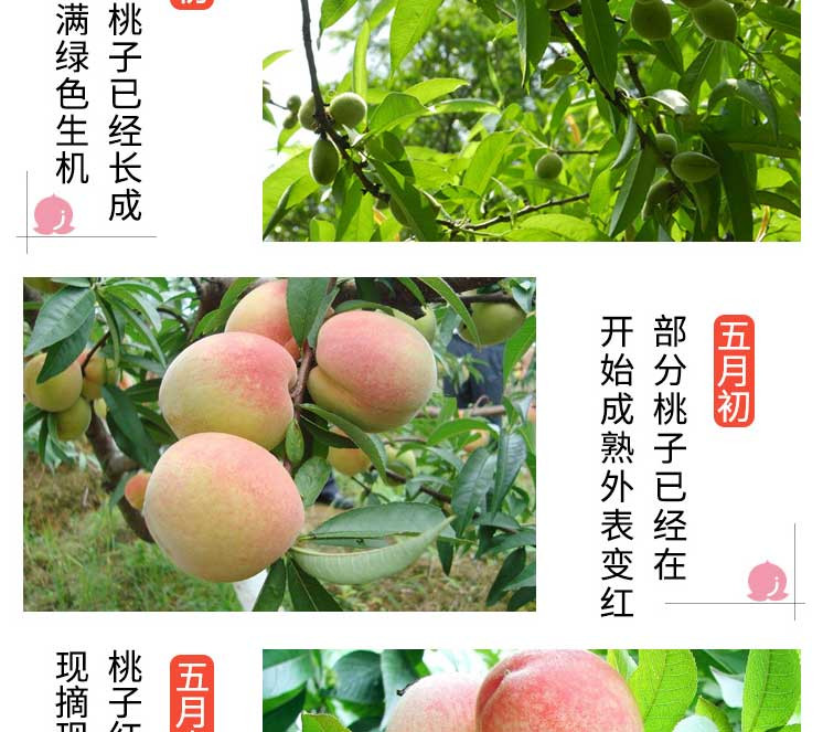 桃子水蜜桃 当季孕妇水果新鲜 净重5斤 约20个左右