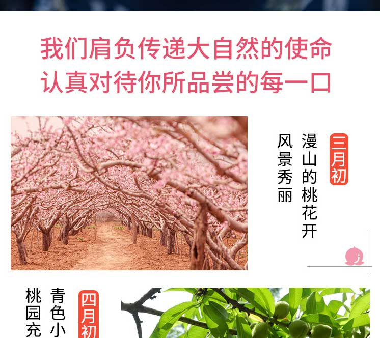 桃子水蜜桃 当季孕妇水果新鲜 净重5斤 约20个左右