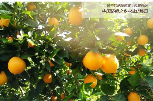 秭归脐橙 【秭归脐橙】秭归原产地血橙带箱5斤/10斤装（单果180-230g)