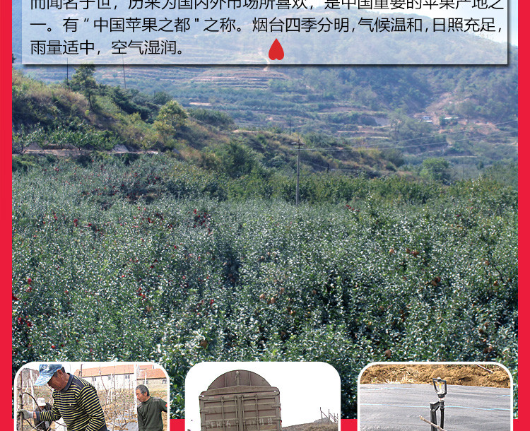 三皇山2018新鲜有机SOD烟台红富士苹果孕妇水果10斤85-90mm包邮好吃