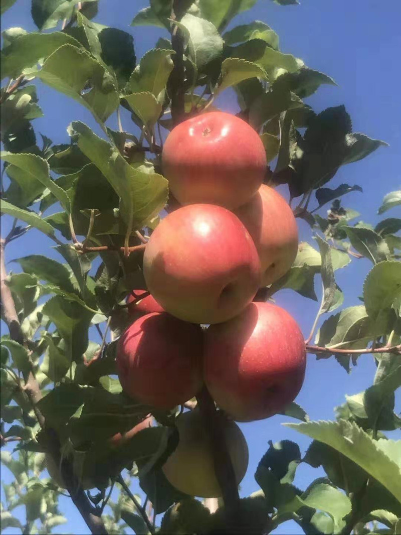 扶貧助農體驗裝內蒙古赤峰市寧城縣寧城小城子蘋果8個1箱