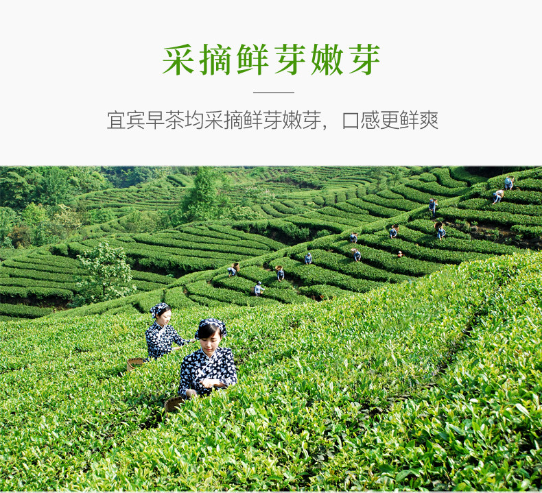 天府龙芽2022年新茶明前特级高山绿茶宜宾早茶50g