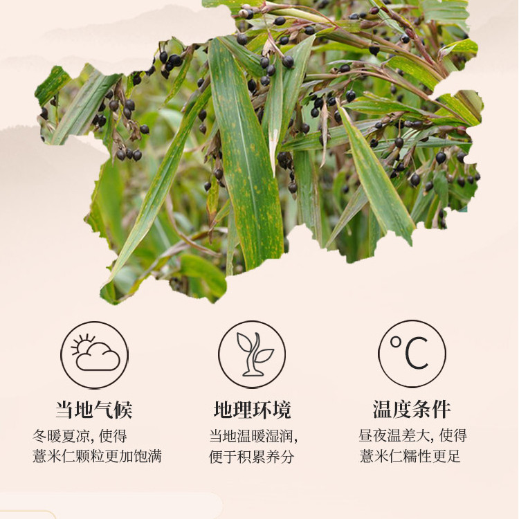 【邮乐自营】鲜山叔 贵州薏米500g/1袋