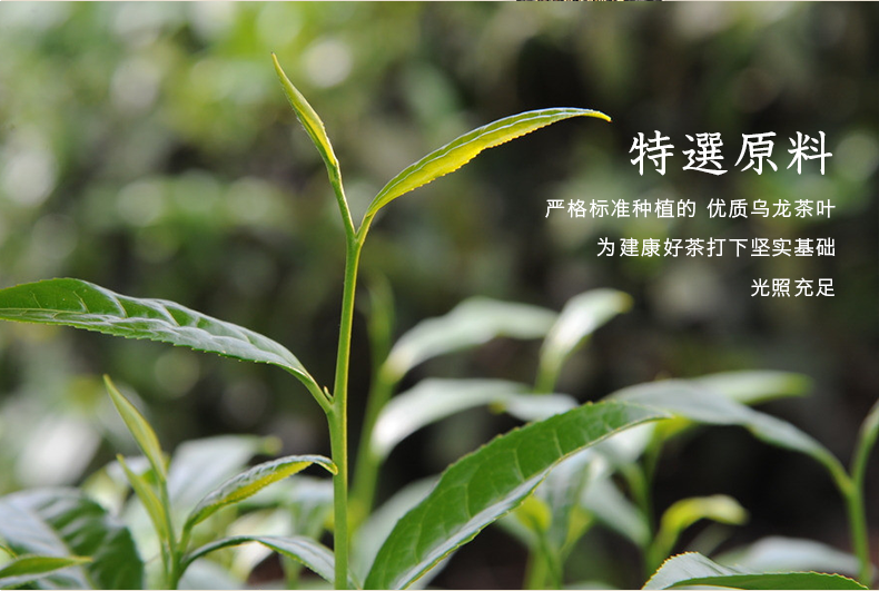 石草池 新茶黑乌龙茶250克