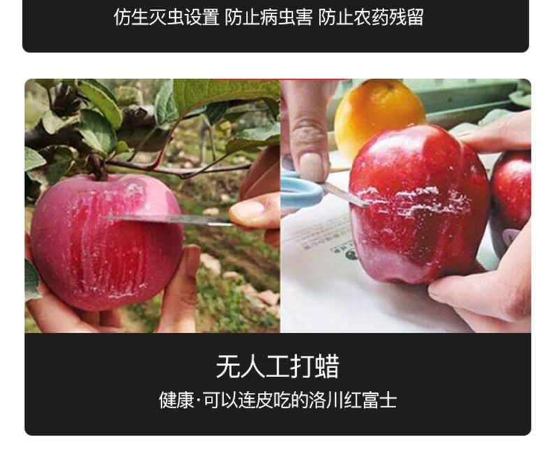 山东烟台栖霞红富士苹果 应季新鲜5斤冰糖心孕妇水果包邮