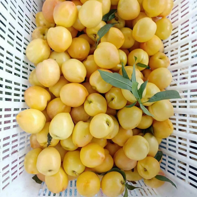 汶源 黄金油桃