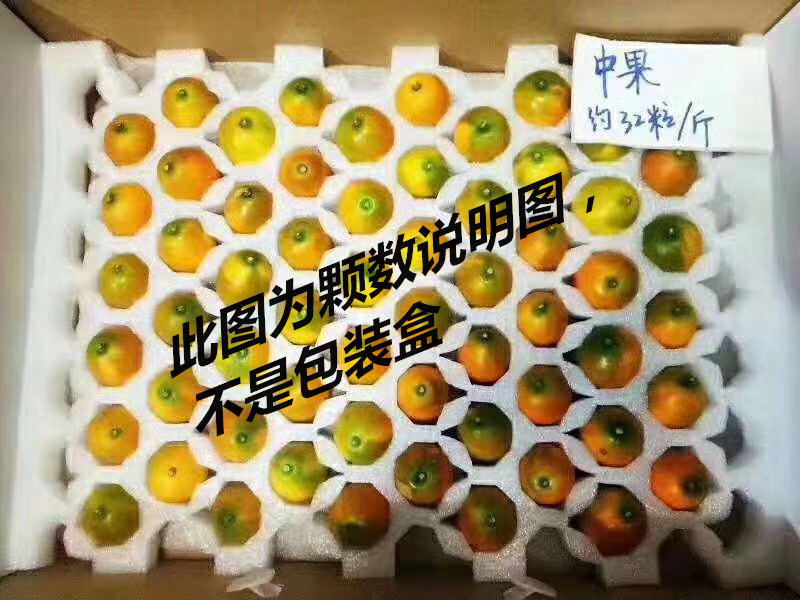  柳州融安高品质滑皮金桔（普通装5斤）鲜”人一步，甜度适宜，包脆包甜全国包邮，偏远地区不发货【复制】