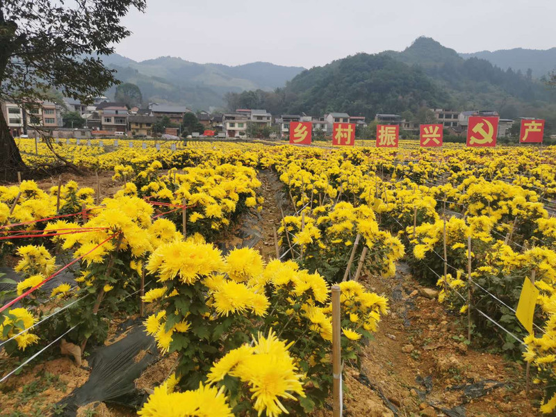 融安县扶贫特色优级金丝皇菊1朵1杯一盒20朵装全国包邮