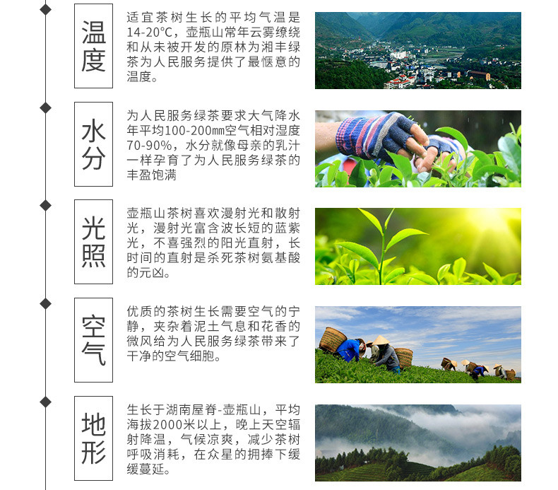 湘丰绿茶茶叶散装毛尖茶春茶