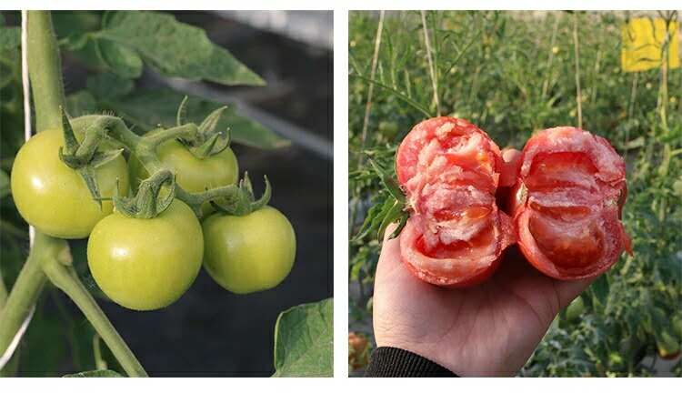 农家农产品自然熟西红柿天然番茄新鲜水果5斤