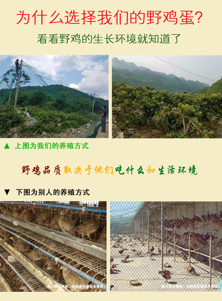 【原产地直邮】30枚黔江农家野飞鸡野鸡蛋礼盒900g包邮