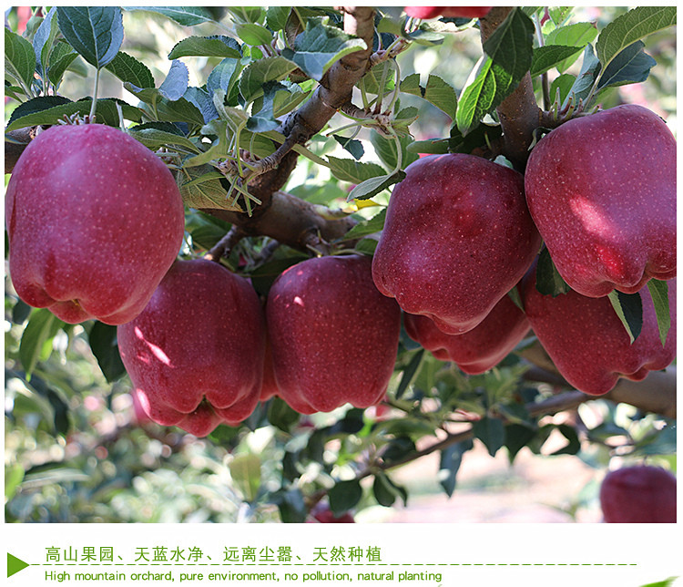 【原产地直邮】甘肃天水花牛苹果新鲜水果红蛇果85cm以上10斤包邮