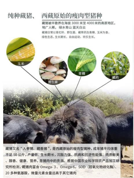 藏天帅 【西藏林芝】林芝藏香猪 午餐肉罐头