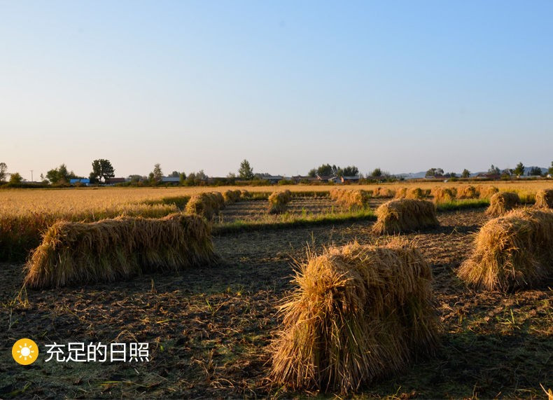 福香御 福香御新品大米5kg装圆粒珍珠米寿司米秋田小町农家东北大米