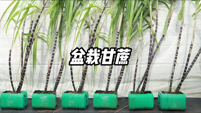 邮鲜生 甘蔗盆栽广西黑皮果蔗种植用甘蔗头尾