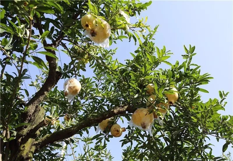 驿路鲜 怀远石榴 白花玉石籽（消费帮扶）