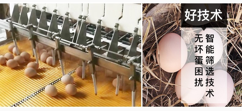 【加购第二份仅需10元 一份20枚两份40枚】初生蛋谷物宝宝鸡蛋定期质检安全放心