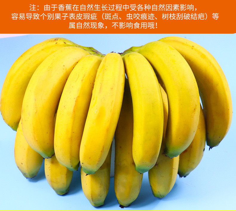 农家种植口味纯正 新鲜香蕉小米蕉5斤装，2份实发9斤（正常发货，时效较慢）