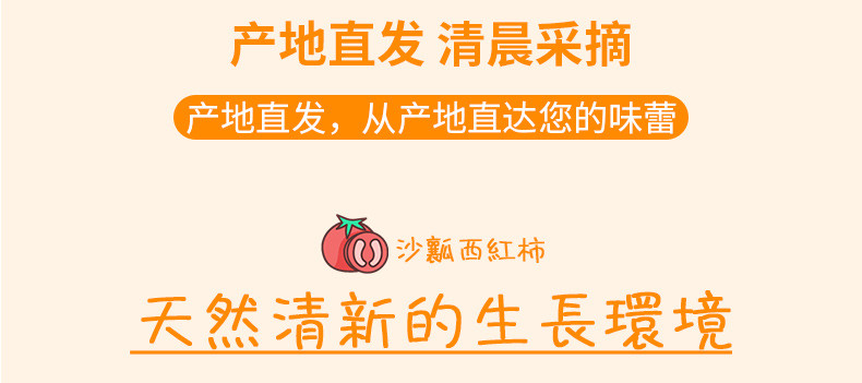 好客山里郎 普罗旺斯西红柿水果大番茄5斤10-12个 沙瓤西红柿生吃新鲜包邮