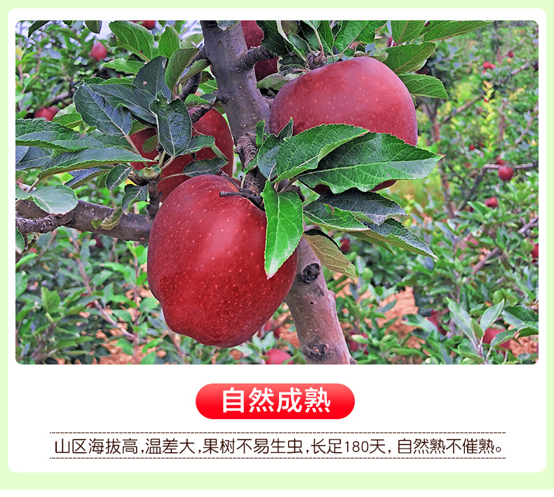 亿荟源 甘肃天水花牛苹果国产蛇果当季时令孕妇水果鲜水果