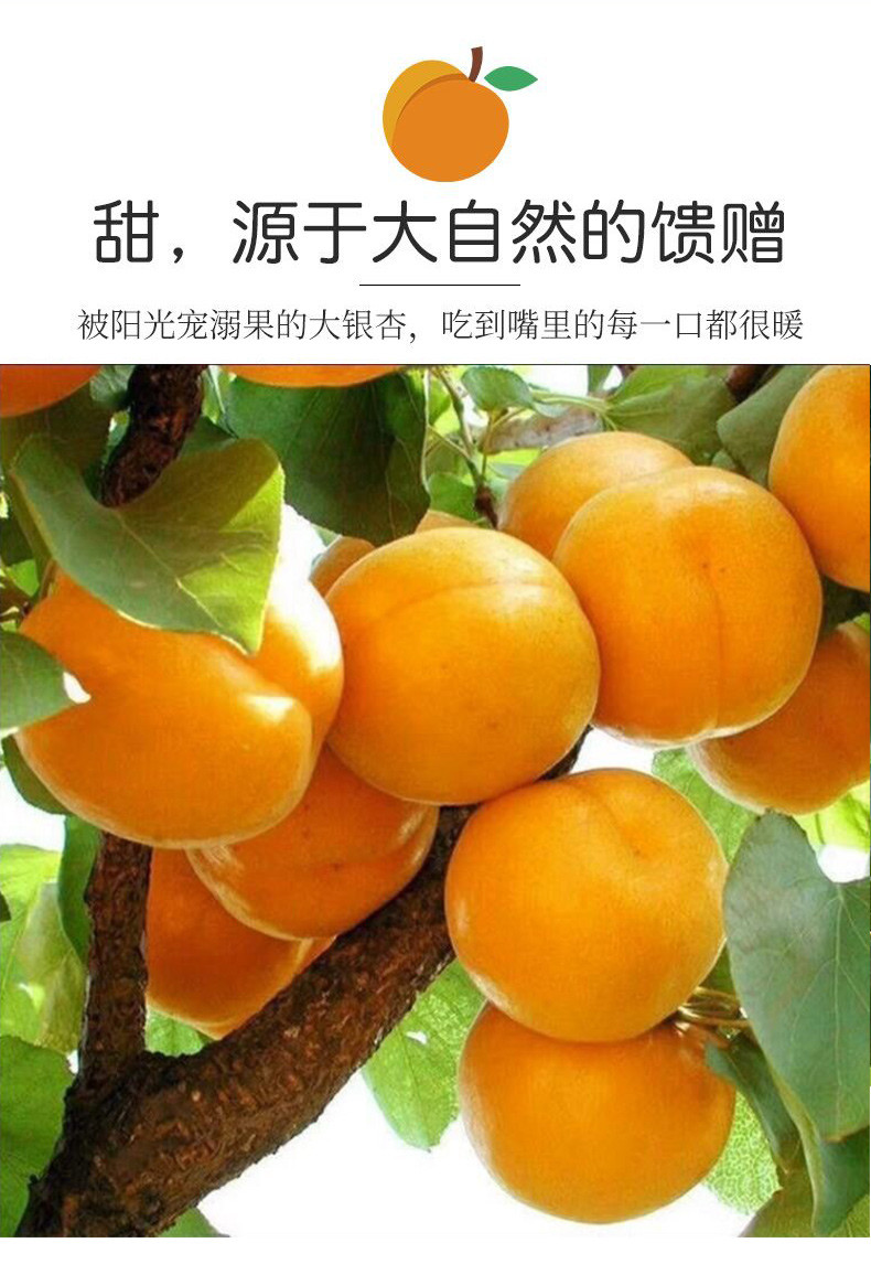 亿荟源 【现摘现发】陕西大黄杏酸甜大杏子脆软双吃时令水果新鲜水果颗颗