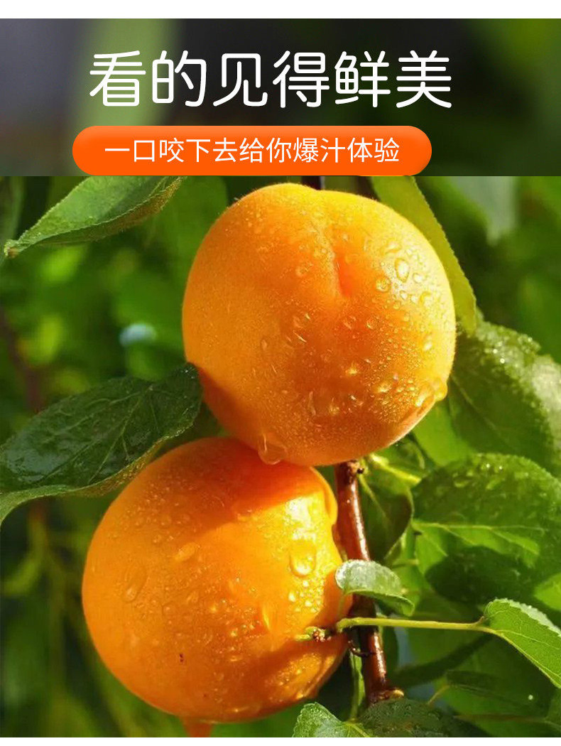 亿荟源 陕西大黄杏新鲜水果酸甜大杏子