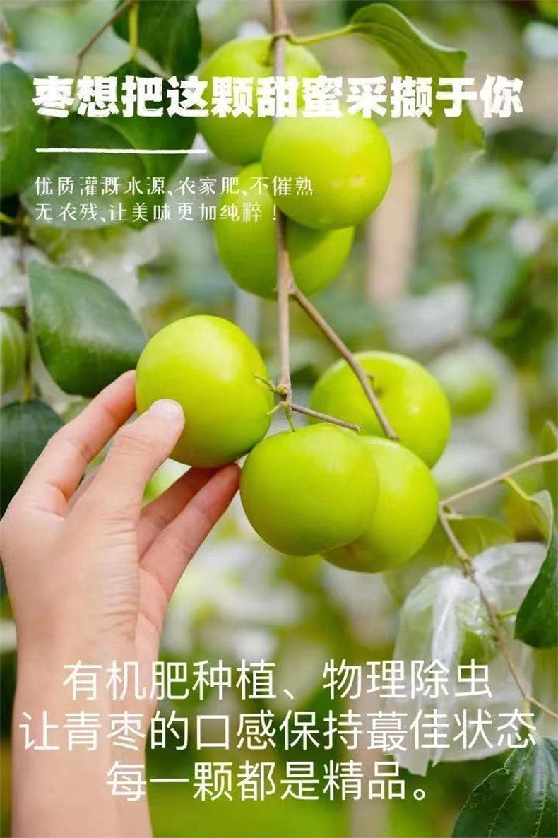 亿荟源 福建贵妃枣大果脆又甜青枣脆枣应季水果源头直发