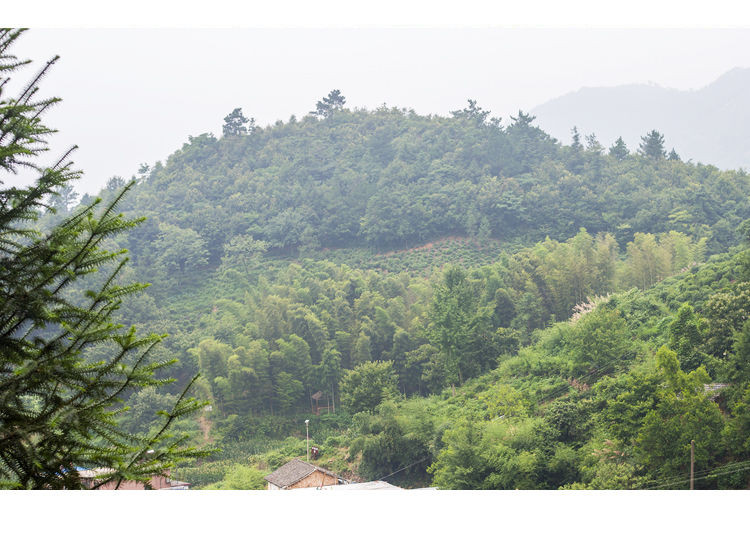 蜂蜜天然山花蜂蜜1000g正品农家自.产自销真蜂蜜批发野生蜂巢蜜