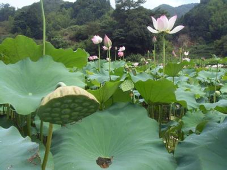 去芯白莲子新鲜湘潭磨皮莲子百合干货无心莲子银耳羹