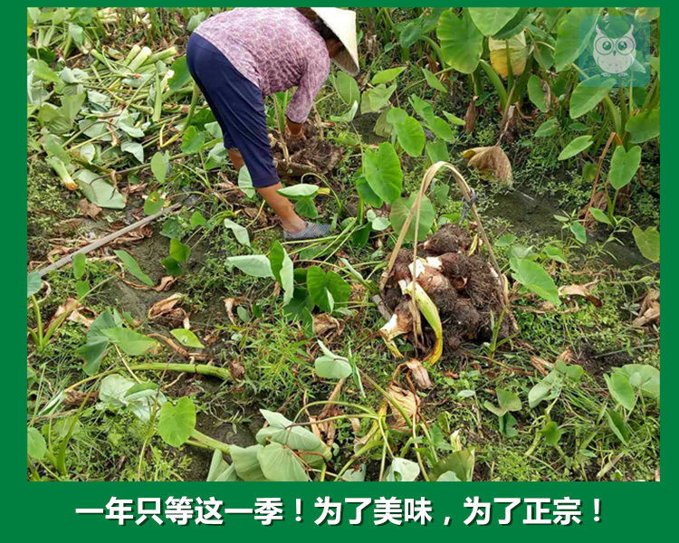  荔浦芋头认准阿凤家正宗贡芋现挖新鲜广西槟榔紫藤香芋乾隆爱吃