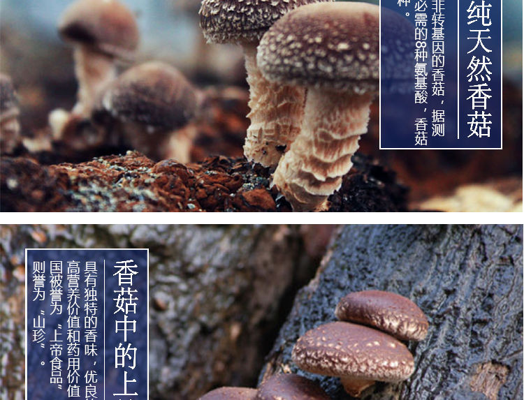 福建古田特产椴木干香菇蘑菇小香菇金钱菇冬菇珍珠菇干货250g包邮