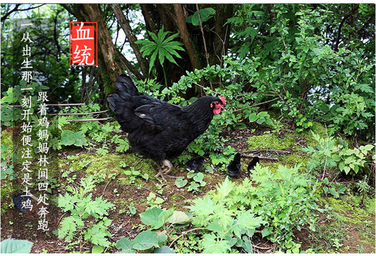 2只装(亏促)山区农家散养乌鸡乌骨鸡现杀土鸡公鸡草鸡乌骨鸡