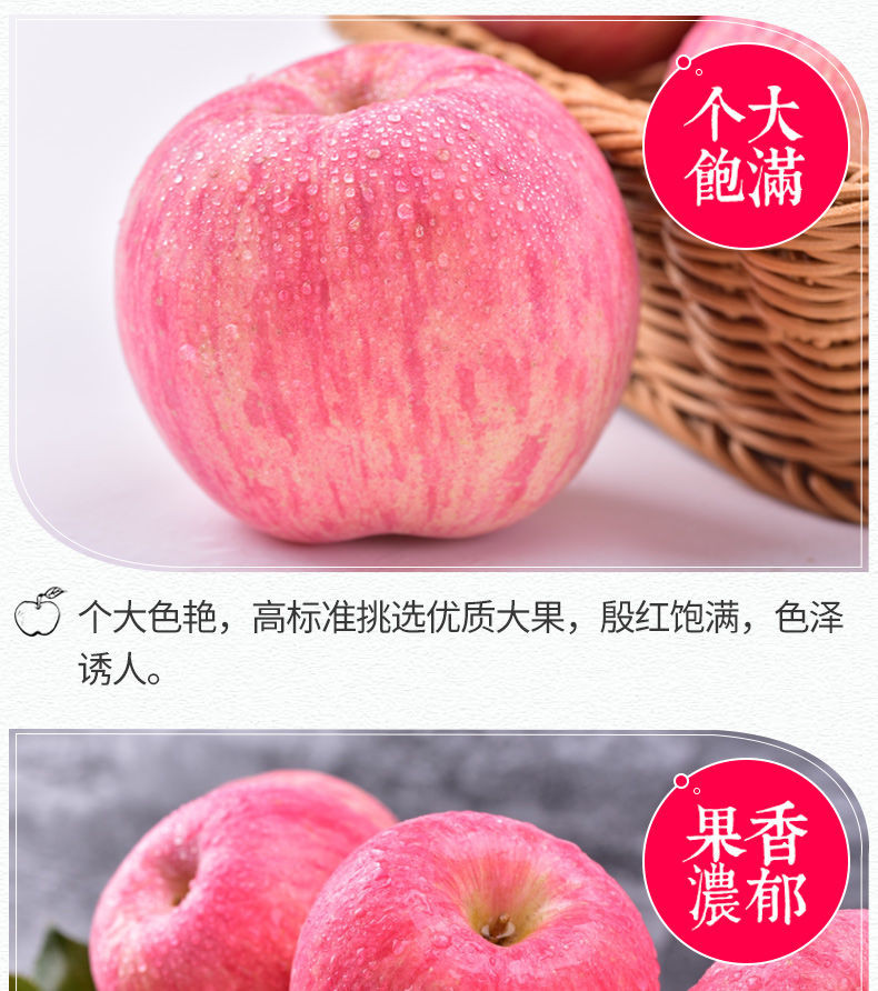  山东烟台栖霞红富士苹果3/5斤新鲜水果不打蜡非阿克苏冰糖心 脆甜