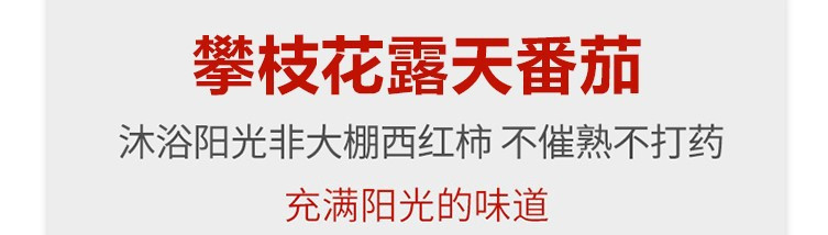 补贴价【5斤29.9元】 邮乡甜 四川攀枝花沙瓤西红柿（只发中大果）