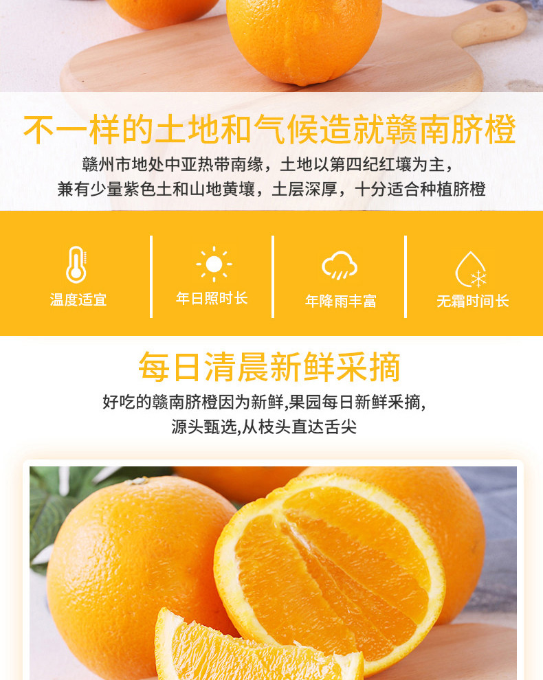 江西赣州脐橙精选大果5斤/10斤装 新鲜水果 现摘现发 橙子香甜多汁