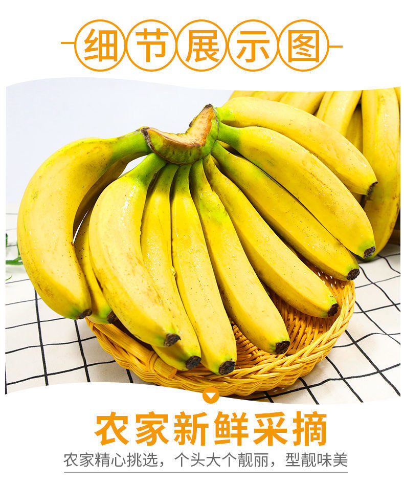 云南河口香甜大香蕉整箱10斤 当季新鲜水果 非小米蕉