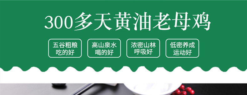 【领券立减20元】黄油老母鸡林间散养走地鸡1KG*2只