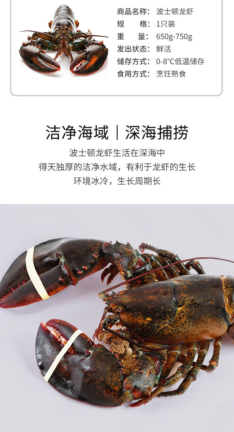 【鲜活】巴鲜岛 进口鲜活波士顿龙虾 650g-750g 1只装